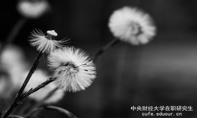 想上中央財經(jīng)大學在職研究生去哪里報名？